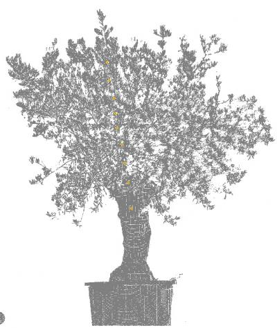 Sleeping Olive Tree