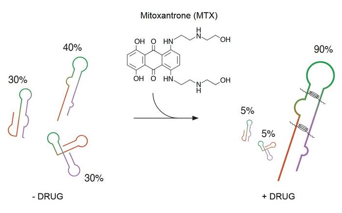 Stabilizing RNA shapes with Mitoxantrone