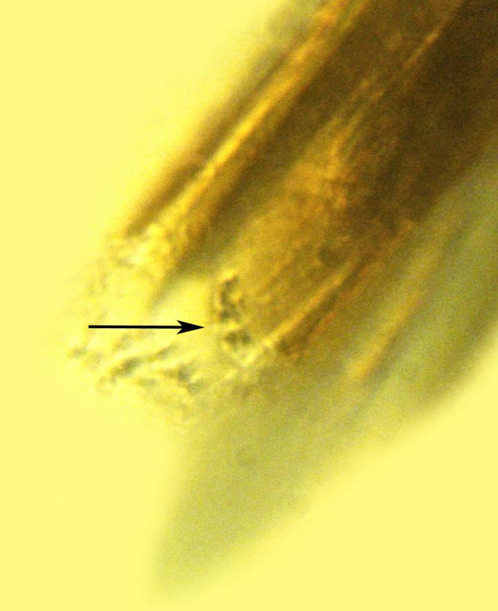 Bacteria on Proboscis