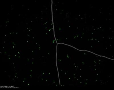 Ice-nucleating Bacteria