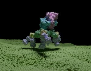 Toxin complex