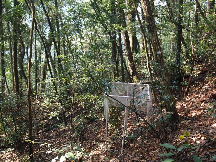 Forest 1