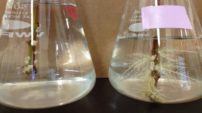 Root Biomass