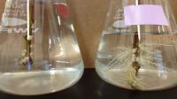 Root Biomass