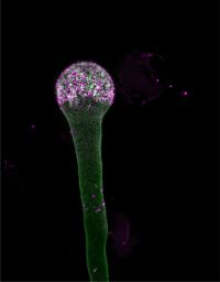 Pollen tube with swollen tip