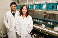 Researchers