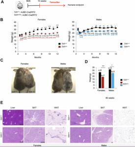 Depletion of the TRF1 telomere-binding protein leads to leaner mice with altered metabolic profiles