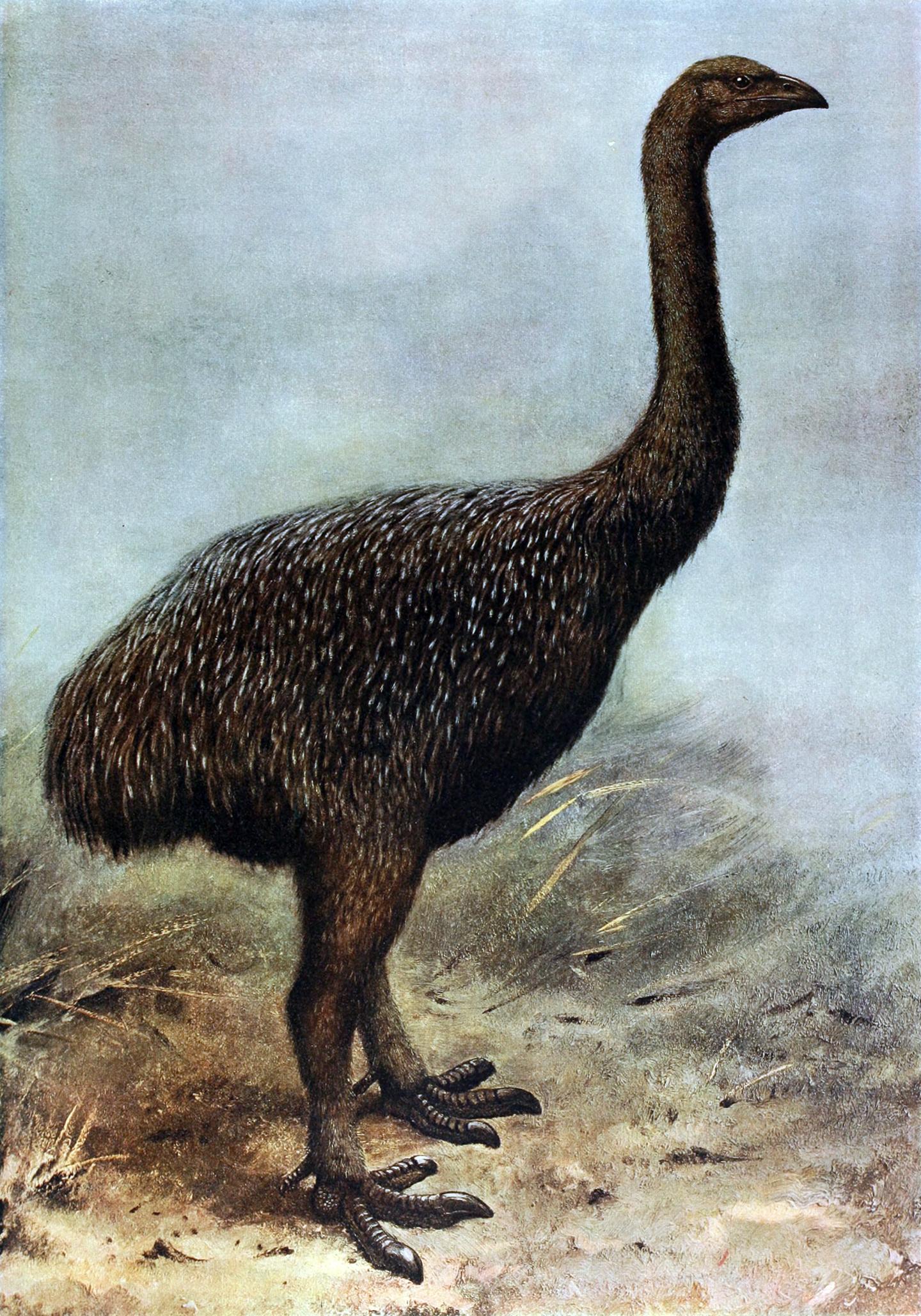 Moa, Exterminated by Extremely Low Density Human Population