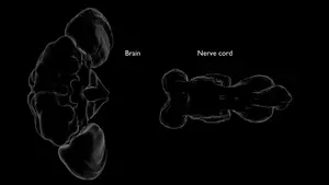 male and dimorphic neurons