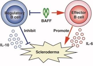 Reciprocal Regulation