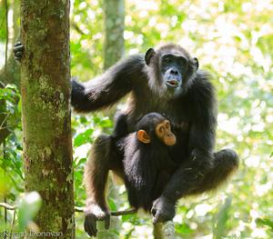 Wild chimpanzees learn how to communicate from relatives on mom’s side, not dad’s