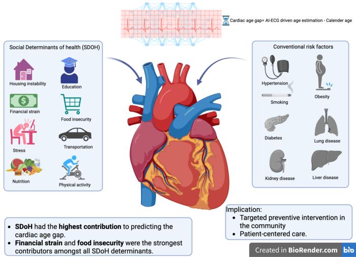 Interplay of Social Determinants of Health and Traditional Risk Factors in Predicting Cardiac Aging