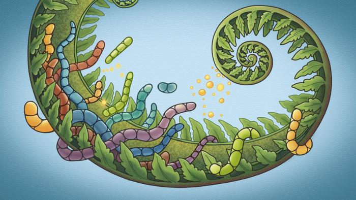 Artistic interpretation of Azolla ferns and symbiosis