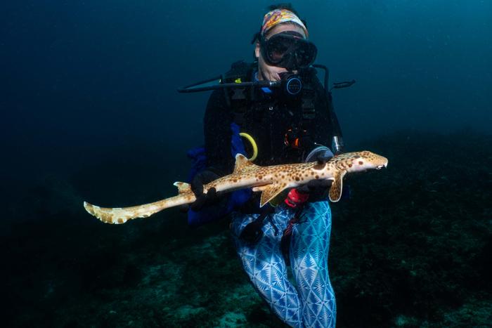 Dr Chris Dudgeon of UniSC with the shark named after her.