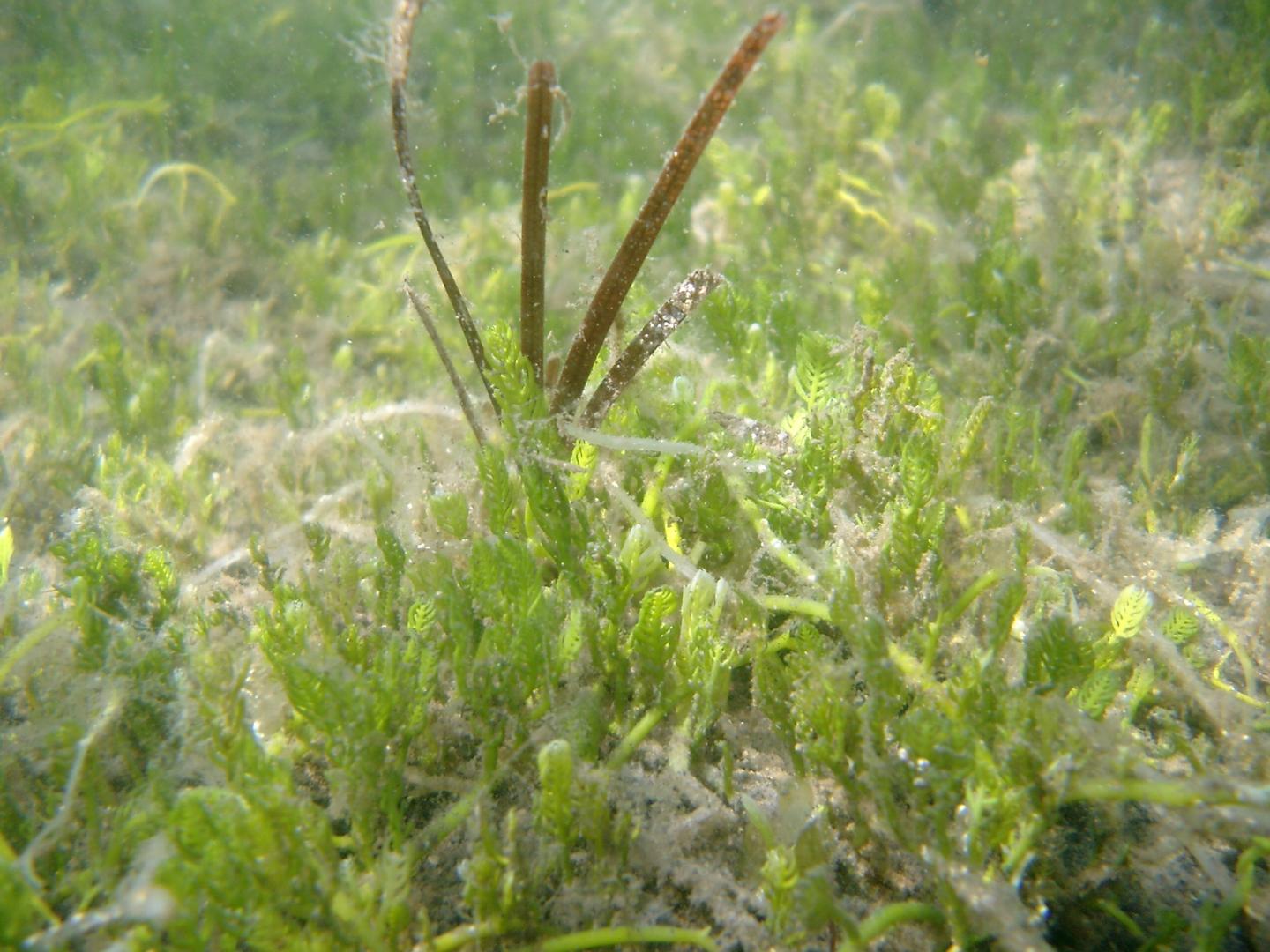 Algae