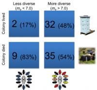 Genetic Diversity Key to Bee Colony Survival