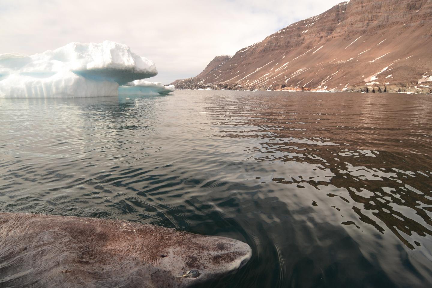 Winner of the Longest-Lived Vertebrate Award Goes To... (3 of 3)
