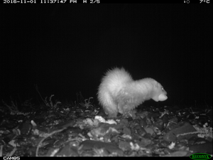 Ferret