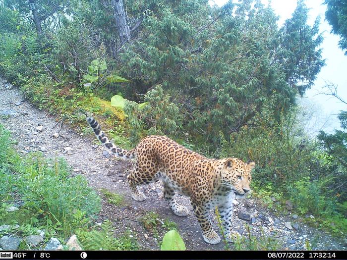 Niche partitioning facilitates coexistence of three apex predators in the Lapchi Valley, Central Himalaya, Nepal