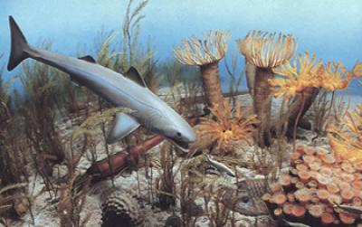 The Ocean in Devonian times