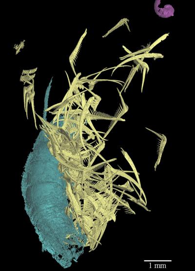 A Look at the Ammonite Diet (6 of 14)