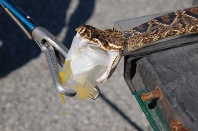 Venom Extraction from An Eastern Diamondback Rattlesnake