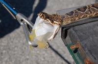 Venom Extraction from An Eastern Diamondback Rattlesnake