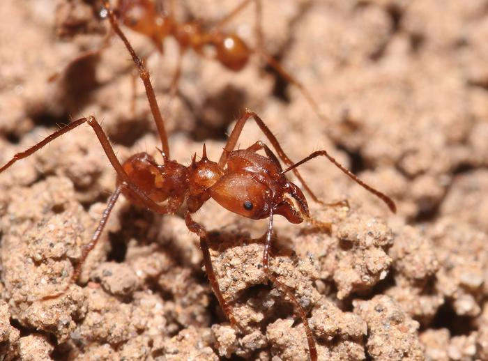 Leafcutter-ant