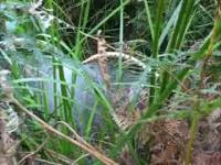 Superb Lyrebirds Move to the Music