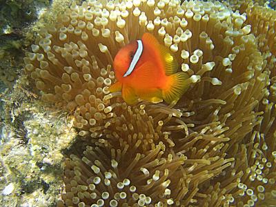 Clownfish