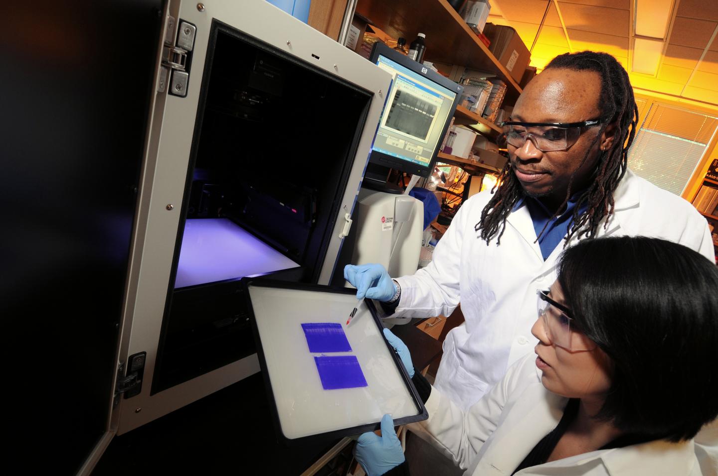 Examining Gels that Display Cathepsin Activity