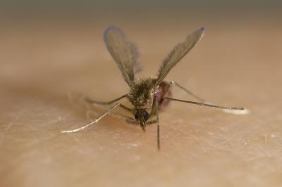 Sandfly