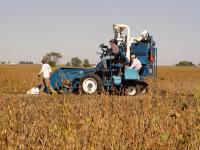Soy Harvest