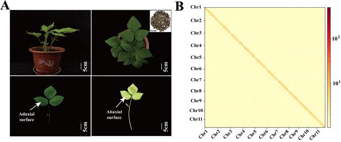 Overview of the chromosomal-level genome of S. brachycarpa.