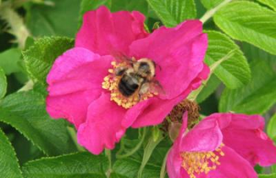 Bee on Rose