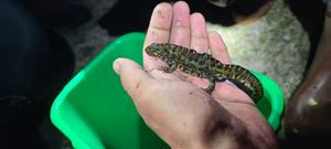 Marbled newt