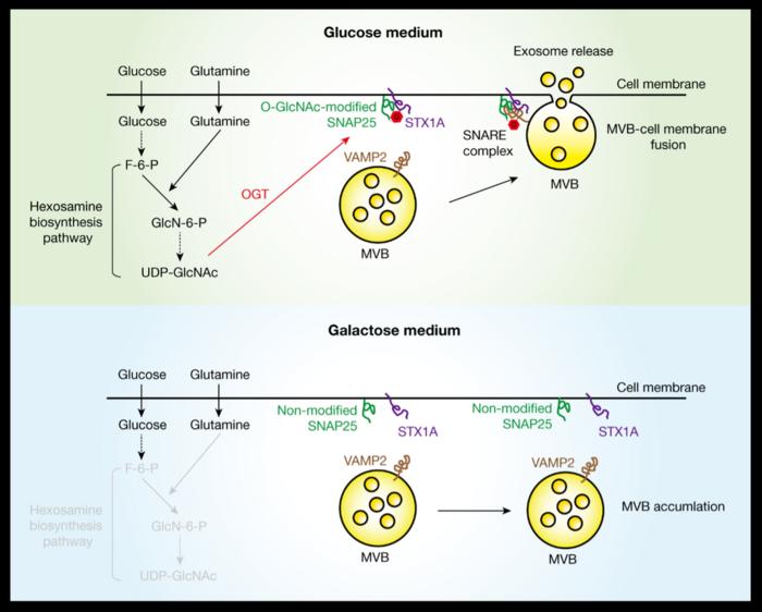 Schematic diagram showing how HBP regulates exosome release by modulating the O-GlcNAcylation of SNAP25.
