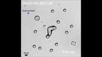 Electric Fields Help Bio-Microrobots Find Their Way