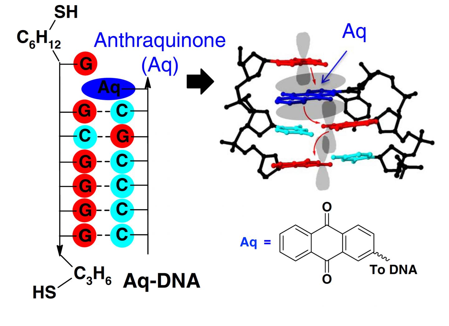 How to Create a DNA Switch