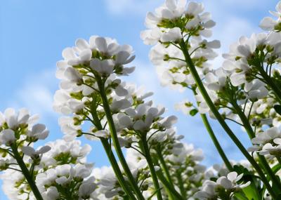 <I>Arabidopsis</I>