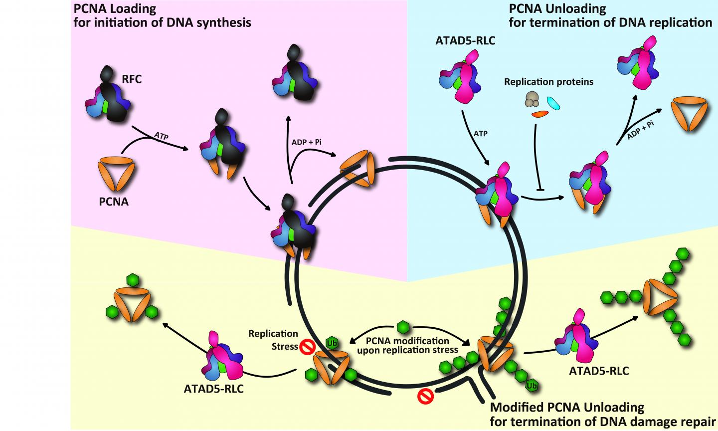 PCNA Cycling during DNA replication