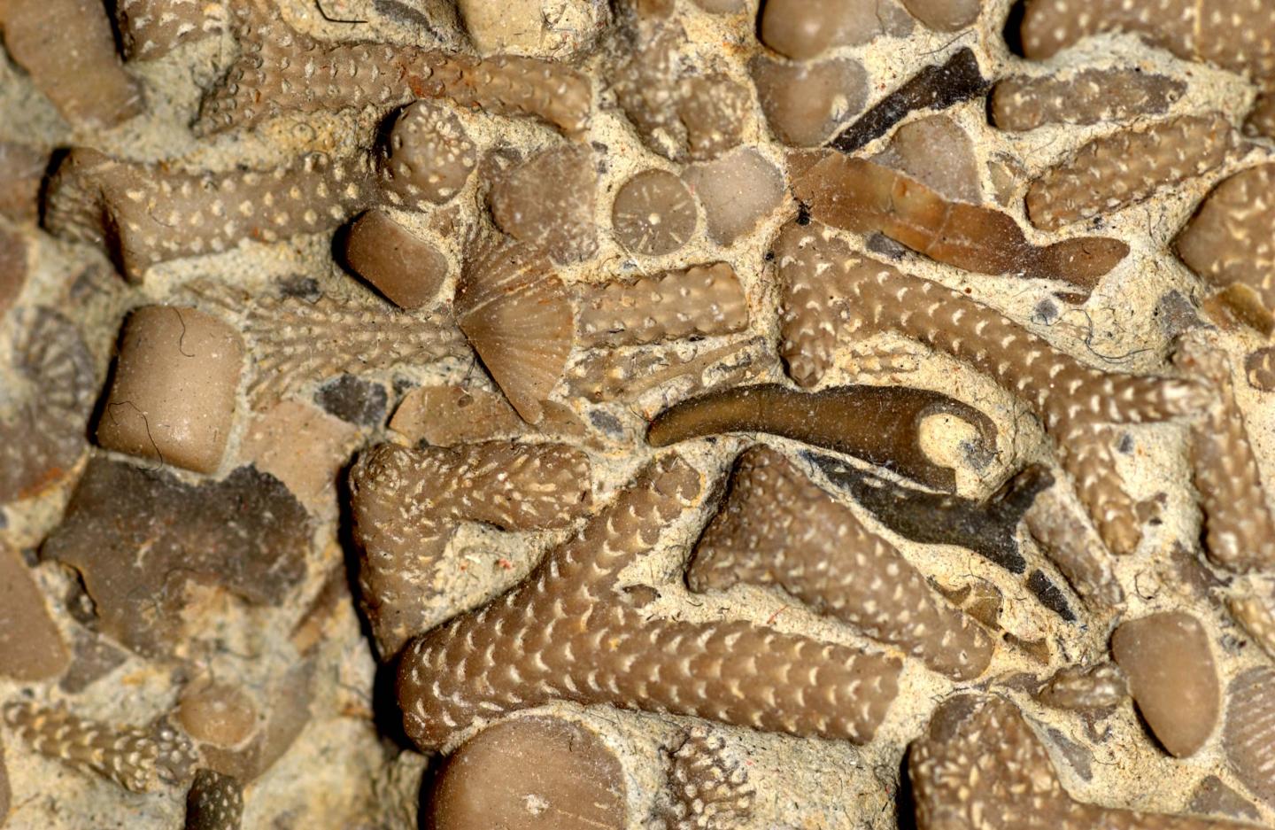 Fossil Remains