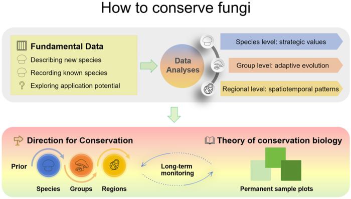A conceptual framework for fungal conservation