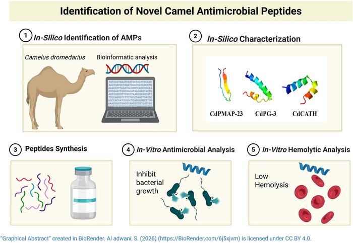 Identification of Novel Camel Antimicrobial Peptides