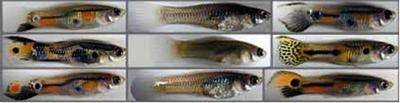 Male-Female Color Patterns