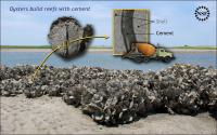 Oyster (2 of 3)