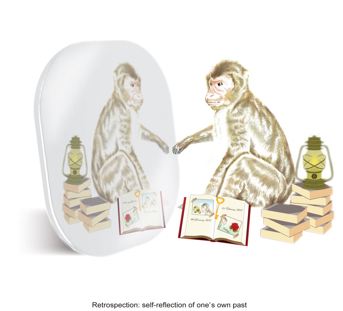 Macaques, Like Humans, Know How Well They Can Recall Memories