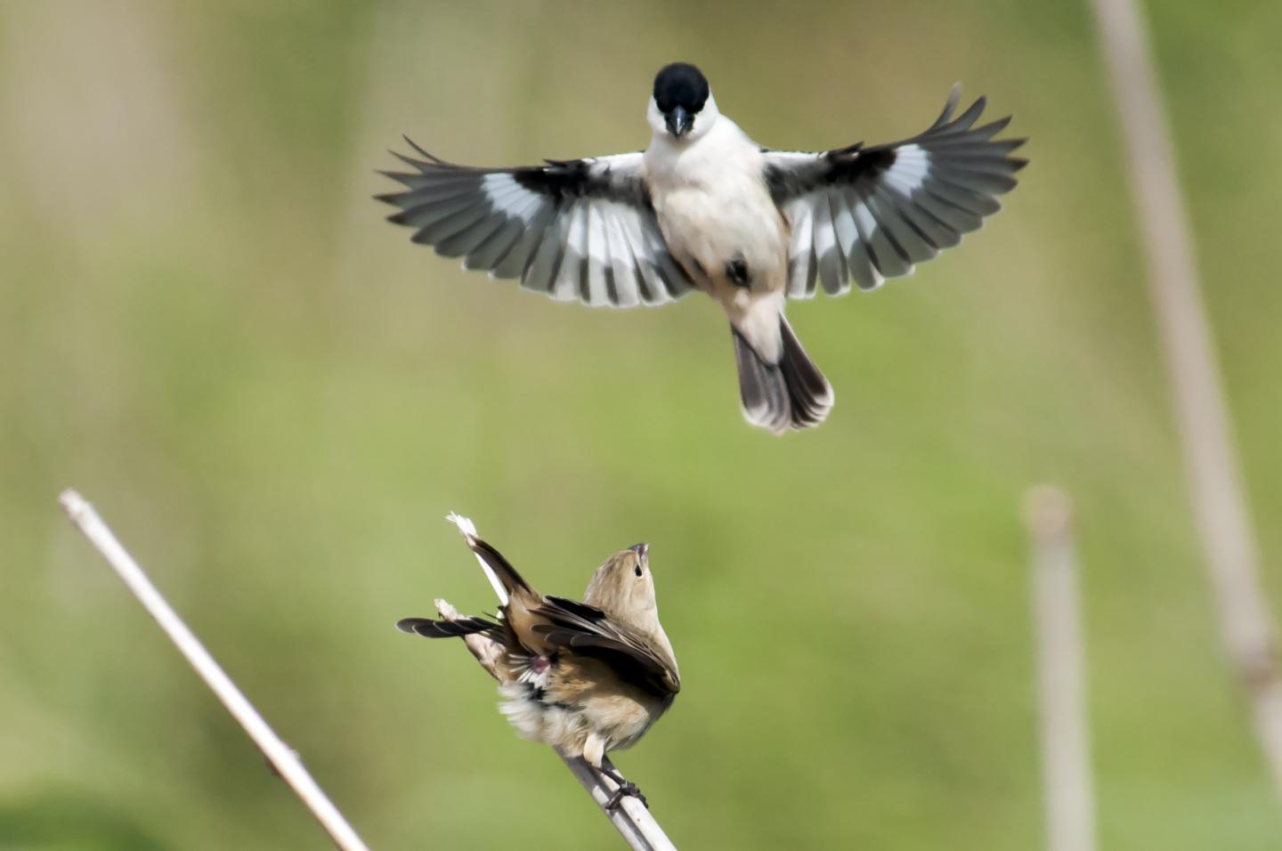 Despite Lack of Genetic Diversity, Why Do Finches Differ in Color? (16 of 18)