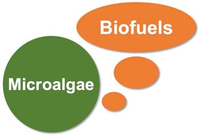Extracellular Biofuel Production by Engineered Microalgae