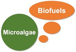 Extracellular Biofuel Production by Engineered Microalgae